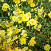 Zonneroosje Wisley Primrose - Helianthemum Wisley Primrose - Bakker