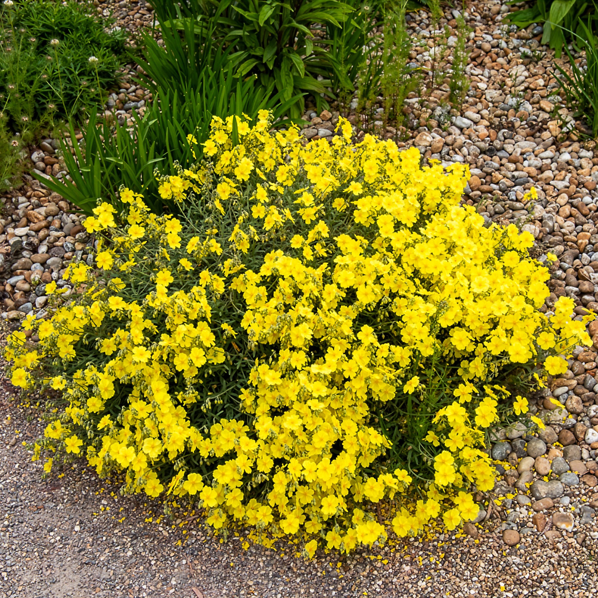 Zonneroosje Wisley Primrose - Bakker