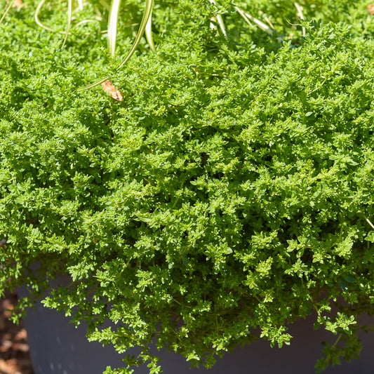 Kaal breukkruid - Bakker