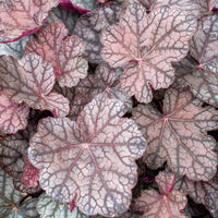 Purperklokje 'Cascade Dawn' - Bakker