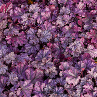 Purperklokje Forever Purple - Heuchera Forever Purple - Bakker