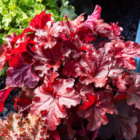 Purperklokje Forever Red - Bakker