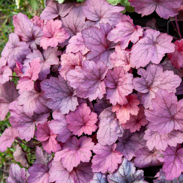 Purperklokje Georgia Plum - Heuchera georgia plum - Bakker