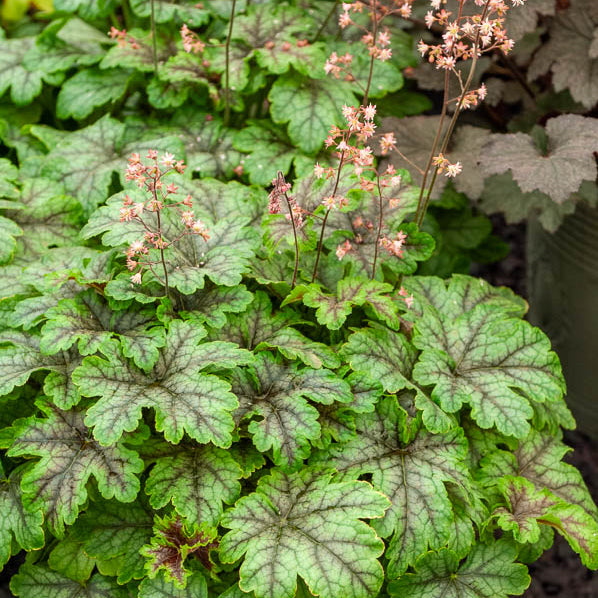 Schuimklokje Tapestry - Heucherella Tapestry - Bakker