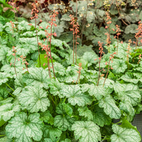 Purperklokje Paris - Heuchera Paris - Bakker