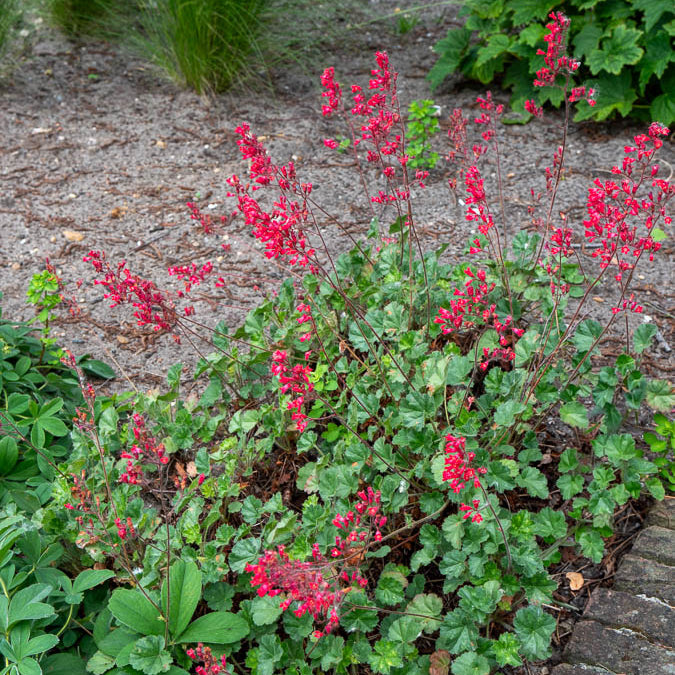 Purperklokjes Leuchtkäfer - Heuchera sanguinea Leuchtkäfer - Bakker