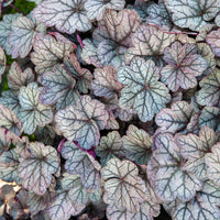 Purperklokje Sugar Plum - Heuchera Sugar Plum - Bakker