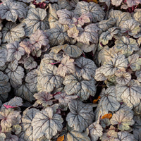 Purperklokje Sugar Plum - Bakker