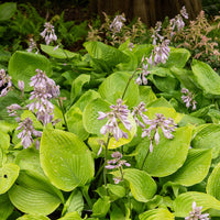 Hartlelie Sum and Substance - Hosta sum and substance - Bakker