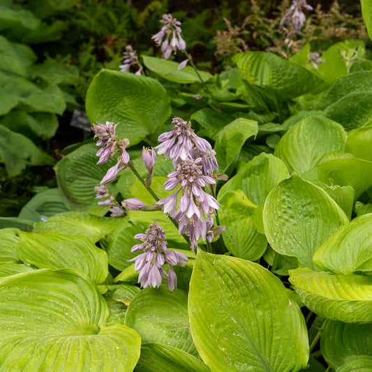 Hartlelie Sum and Substance - Bakker