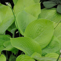 Hosta sum and substance - Hartlelie Sum and Substance - Vaste planten