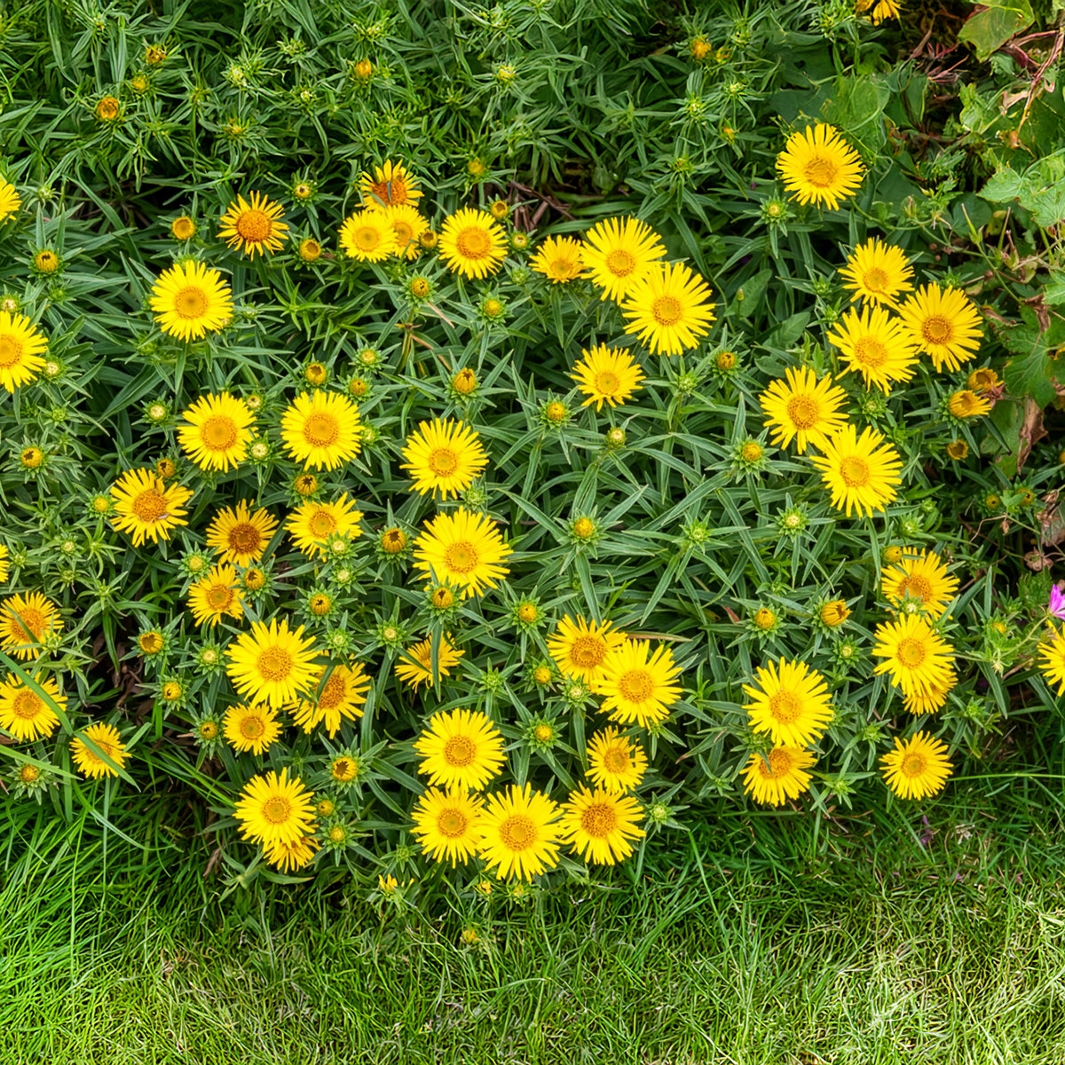 Alant - Inula ensifolia - Bakker