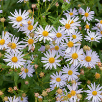 3x Zomeraster Charlotte - Bakker