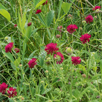 Weduwebloem Mars Midget - Knautia macedonica Mars Midget - Bakker