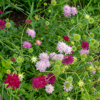 Weduwebloem Melton Pastels - Knautia macedonica Melton Pastels - Bakker