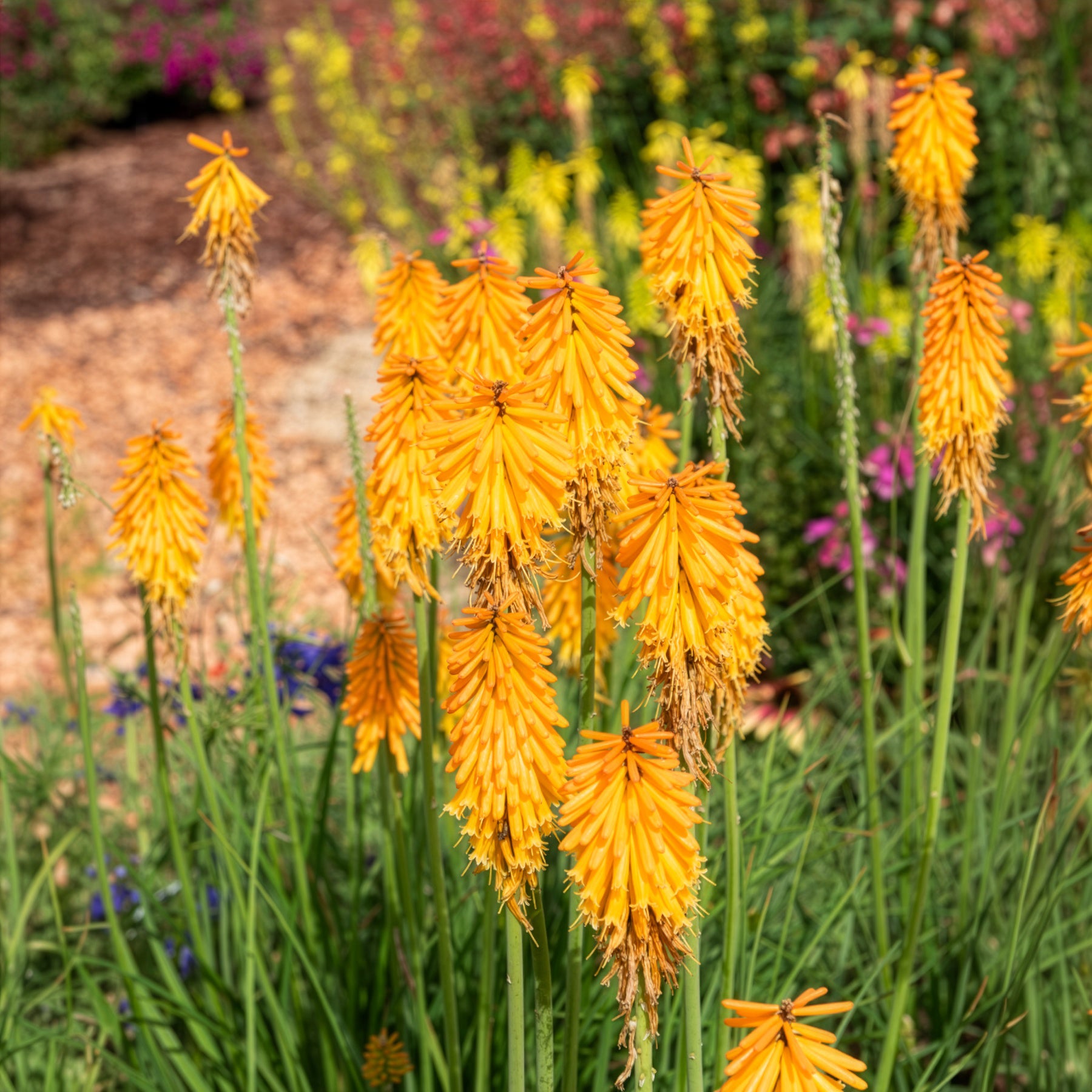 Kniphofia mango popsicle ( popsicle series ) - Vuupijl Mango Popsicle - Kniphofia