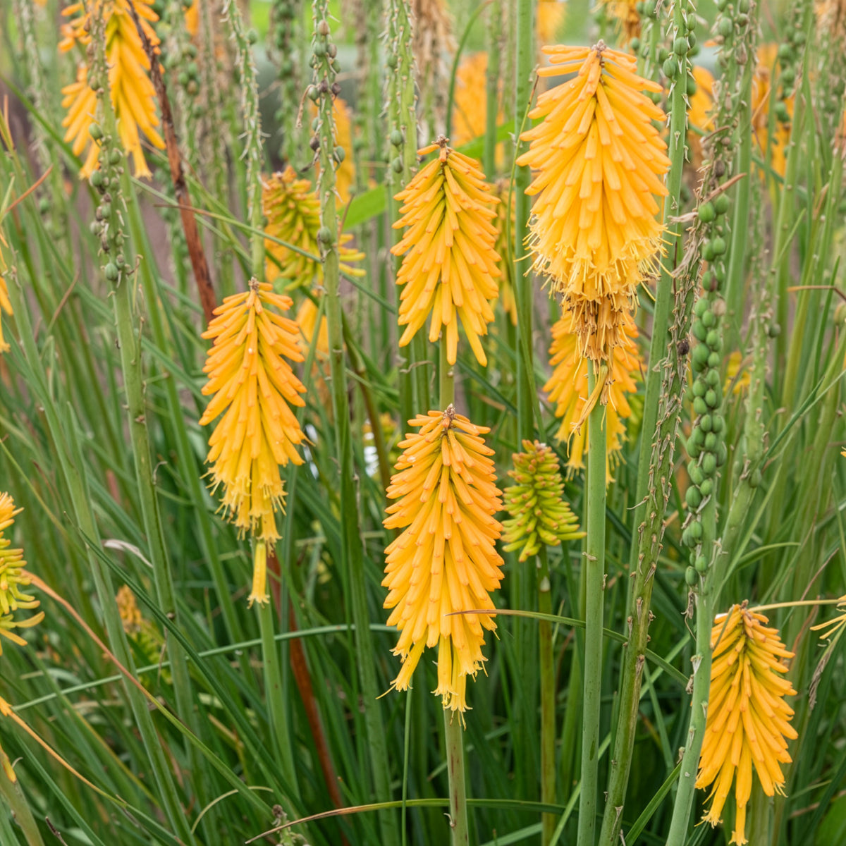 Kniphofia - Vuupijl Mango Popsicle - Kniphofia mango popsicle ( popsicle series )