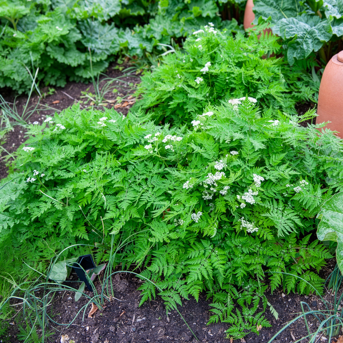 Vaste planten - Roomse kervel - Myrrhis odorata