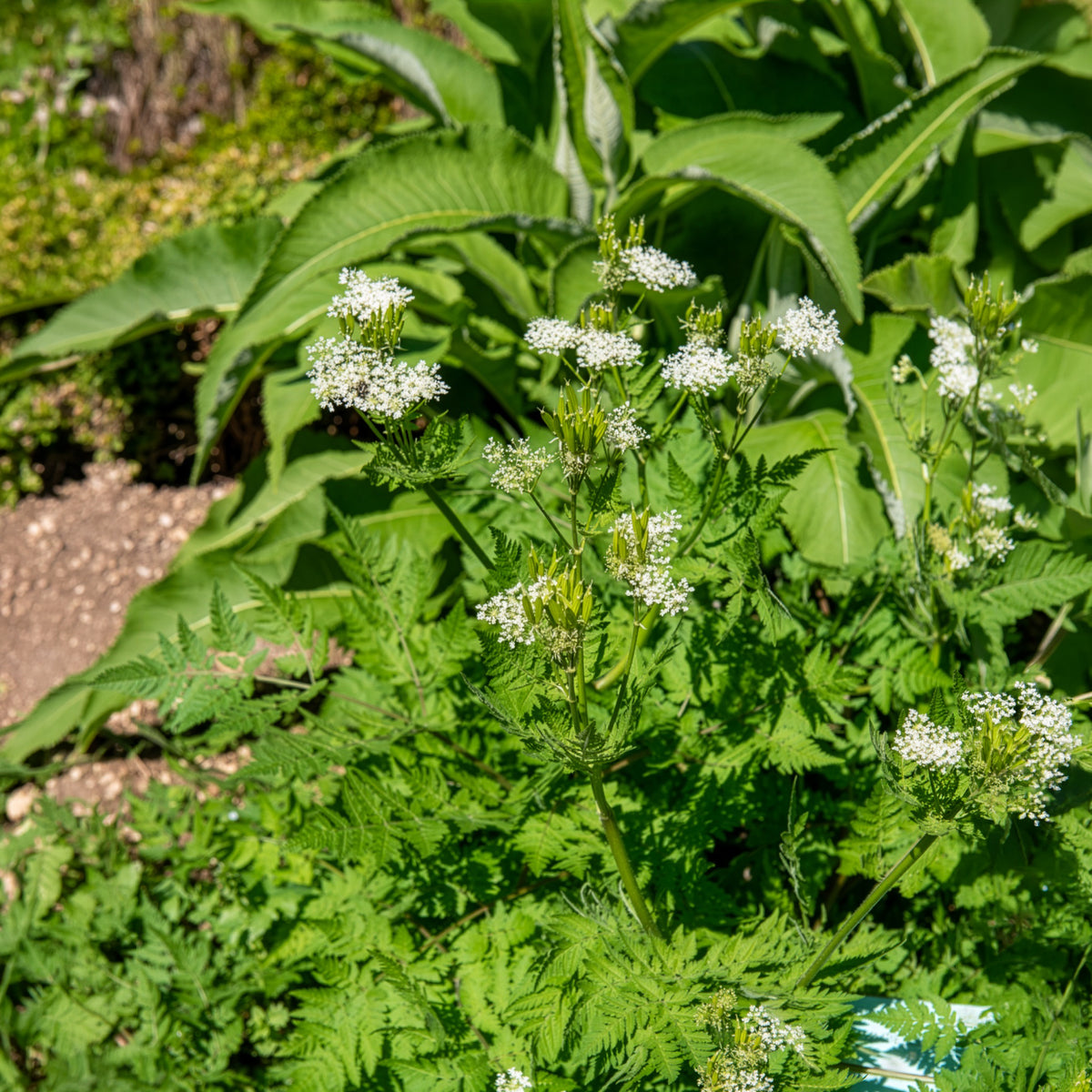 Myrrhis odorata - Roomse kervel - Vaste planten