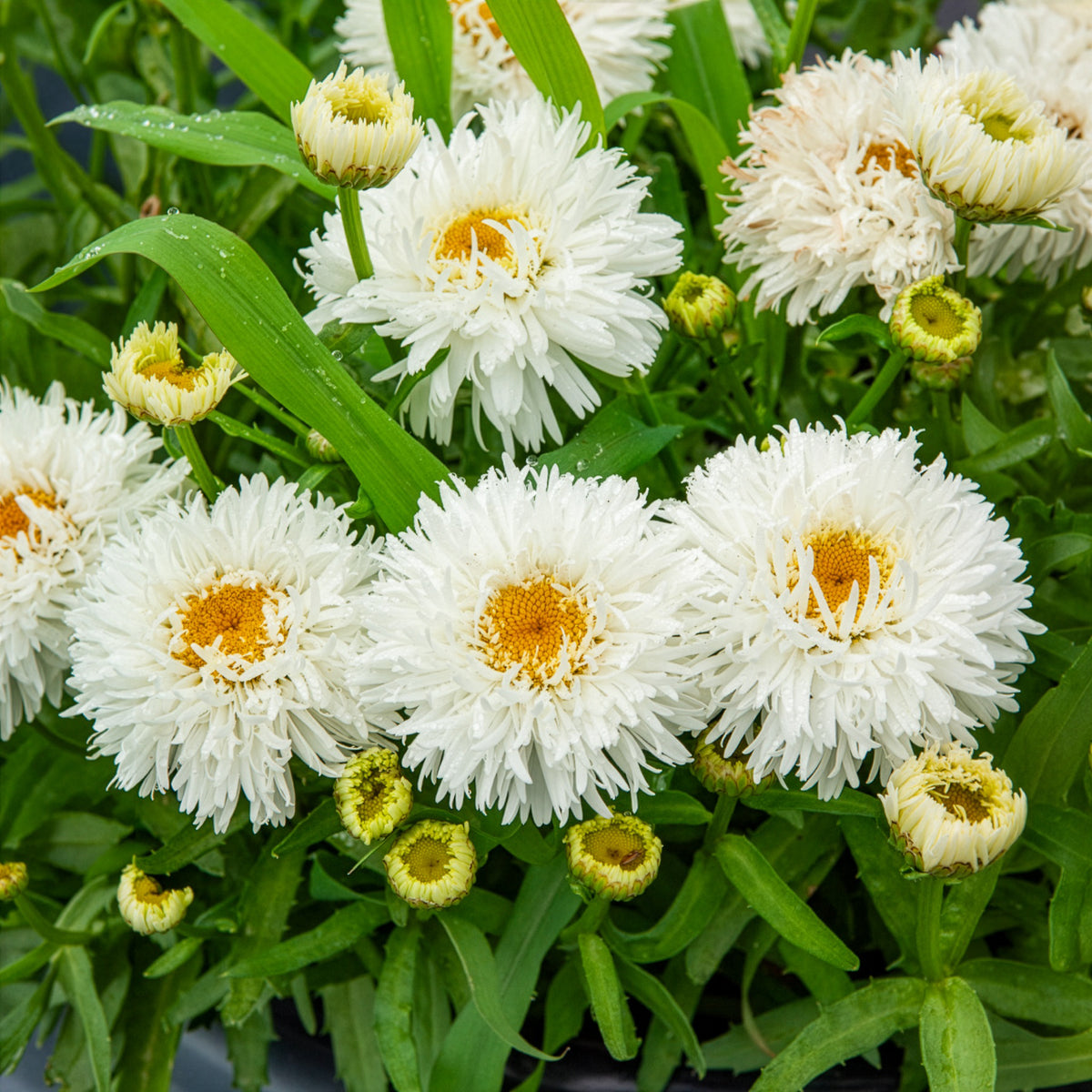 Margriet Laspider - Bakker