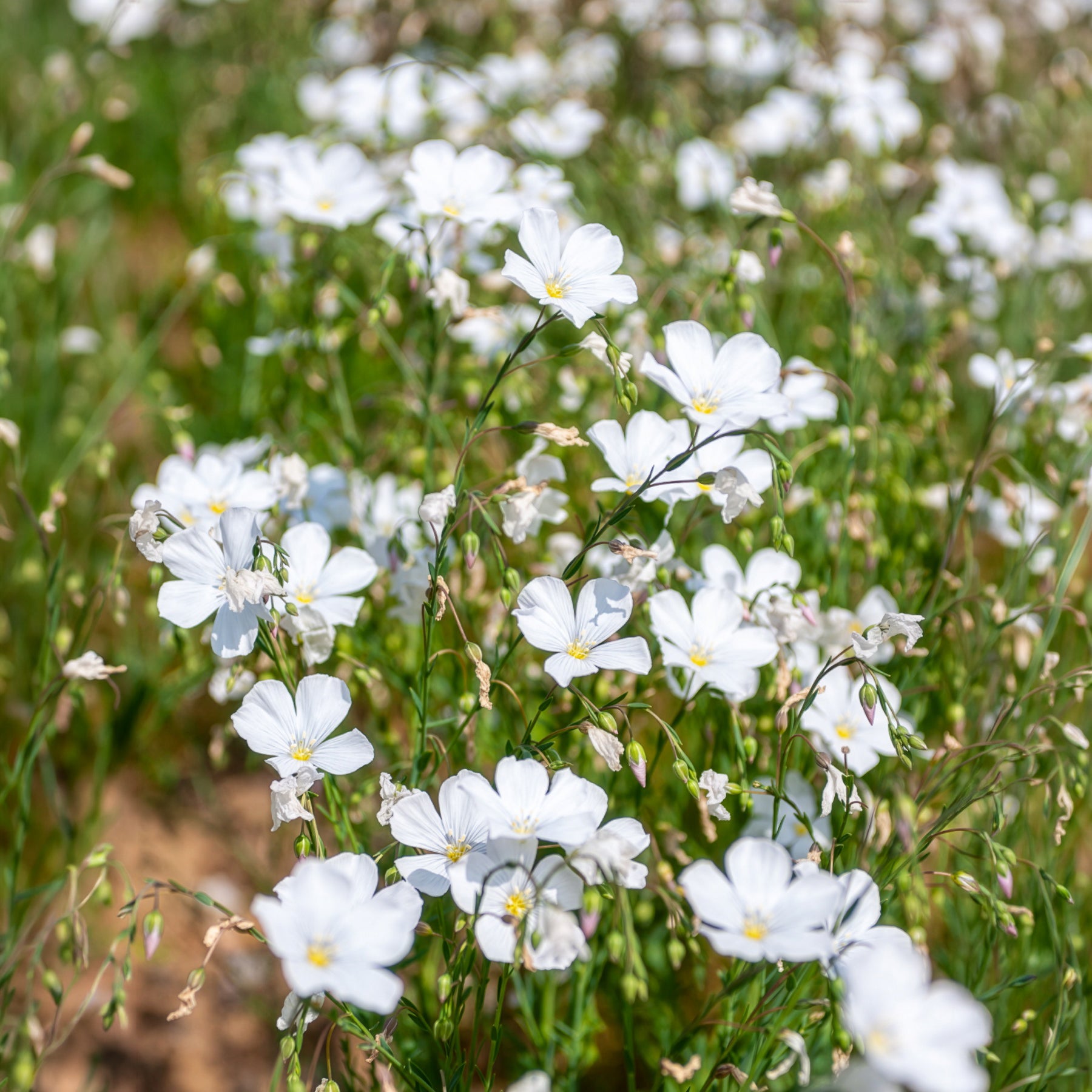 Linum perenne Diamant - Meerjarig vlas 'Diamant' - Siergrassen