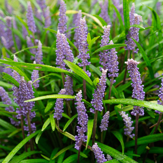 Leliegras muscari - Bakker