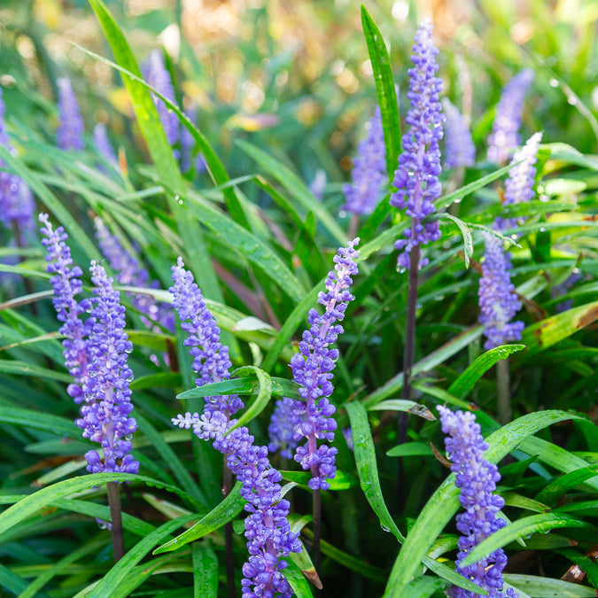 Leliegras muscari - Liriope muscari - Bakker