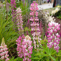 Lupine Gallery Pink - Lupinus Gallery Pink - Bakker