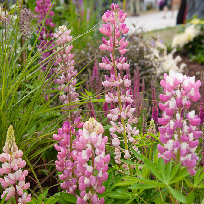 Lupine Gallery Pink - Lupinus Gallery Pink - Bakker