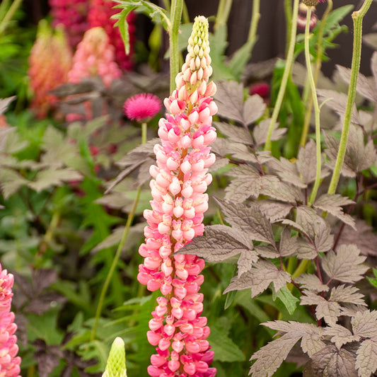 Lupine Gallery Pink (x3)