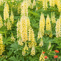 Lupine Gallery Yellow (x3) - Lupinus Gallery Yellow - Bakker