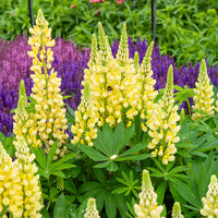 Lupine Gallery Yellow (x3) - Bakker
