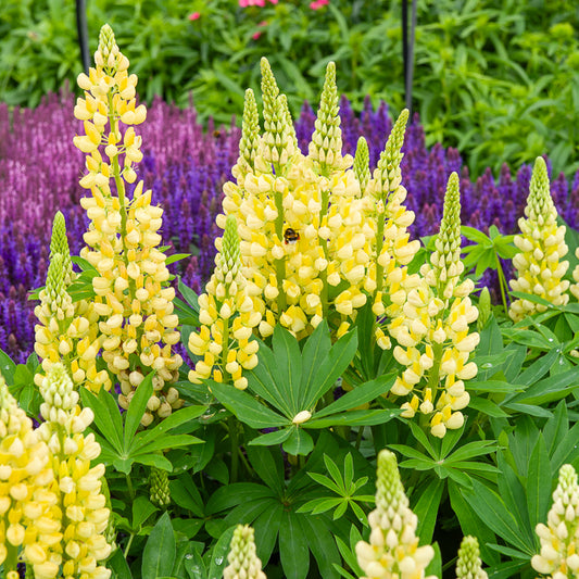 Lupine Gallery Yellow (x3)