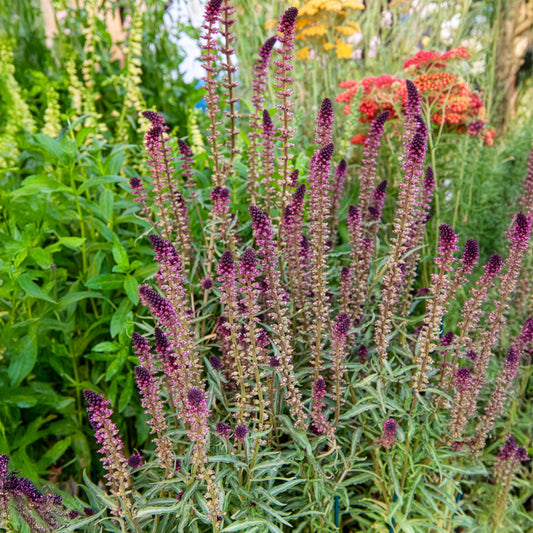 Rode wederik - Bakker