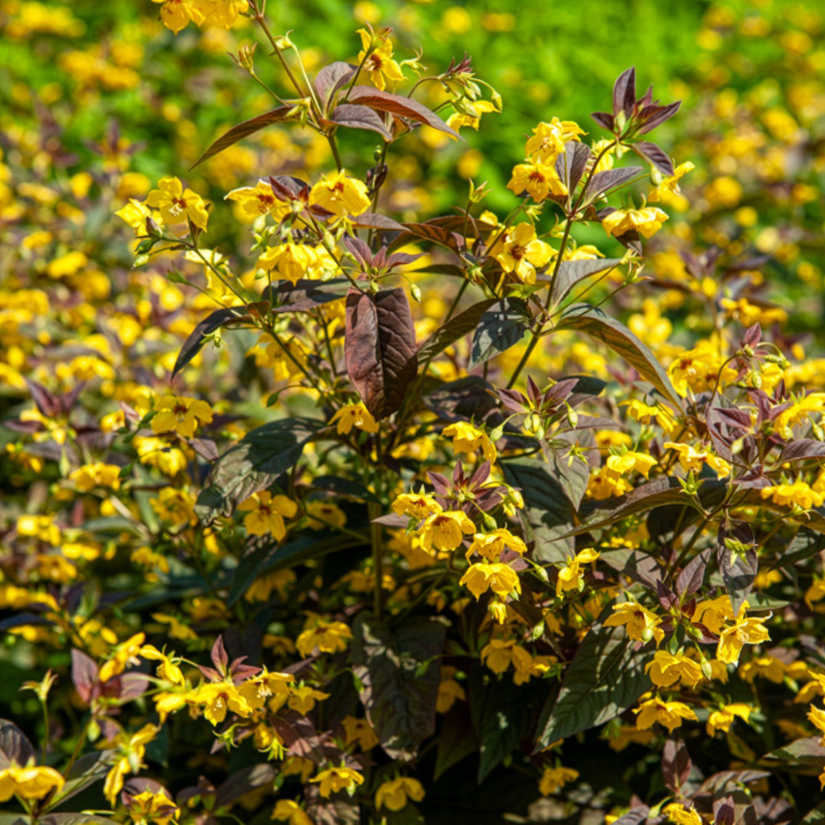 Wederik - Wederik Firecracker - Lysimachia ciliata Firecracker