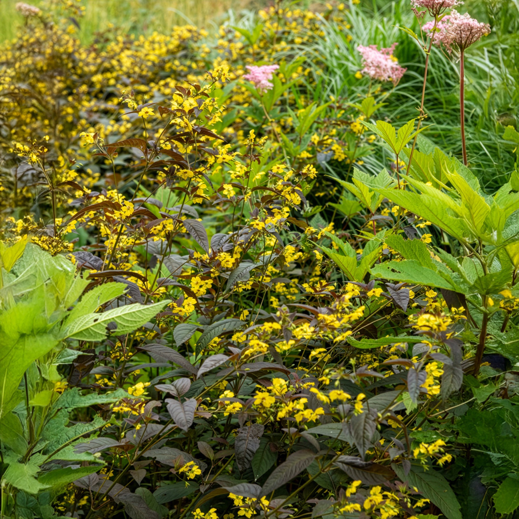 Wederik Firecracker - Lysimachia ciliata Firecracker - Bakker