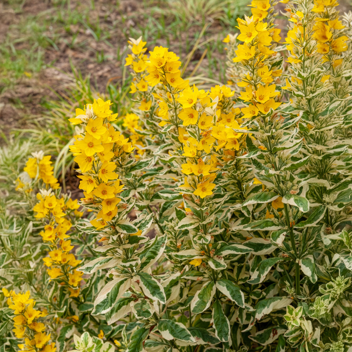 Wederik - Puntwederik Alexander - Lysimachia punctata Alexander