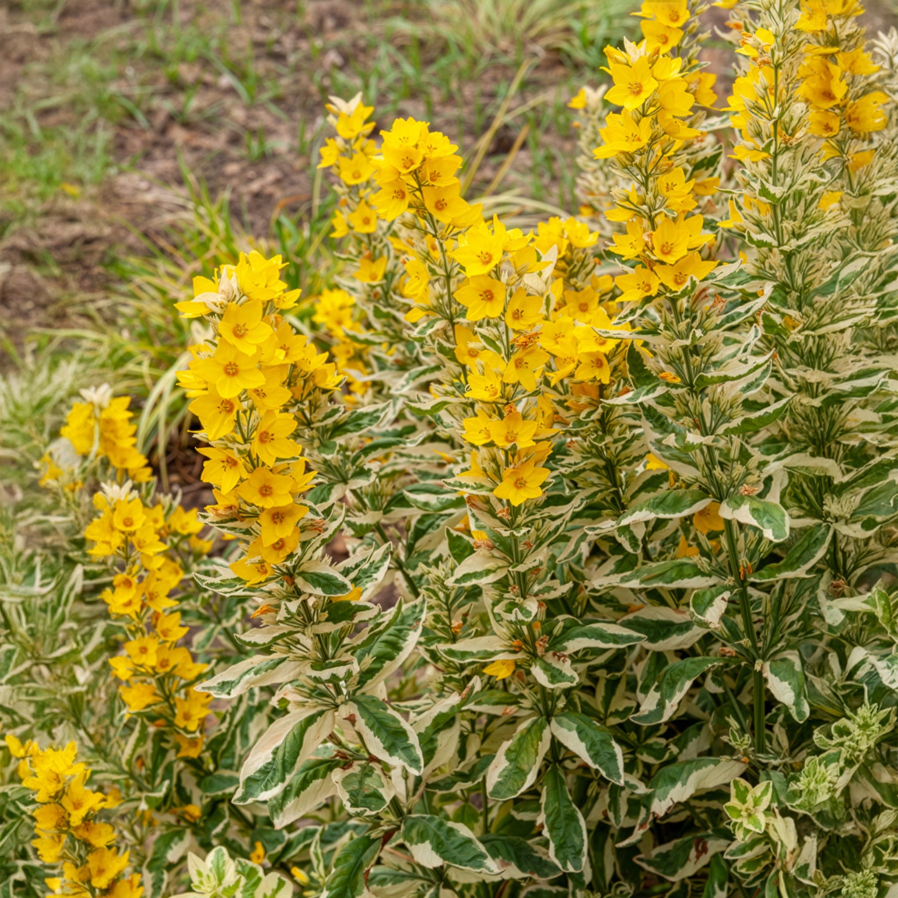 Lysimachia punctata Alexander - Puntwederik Alexander - Wederik