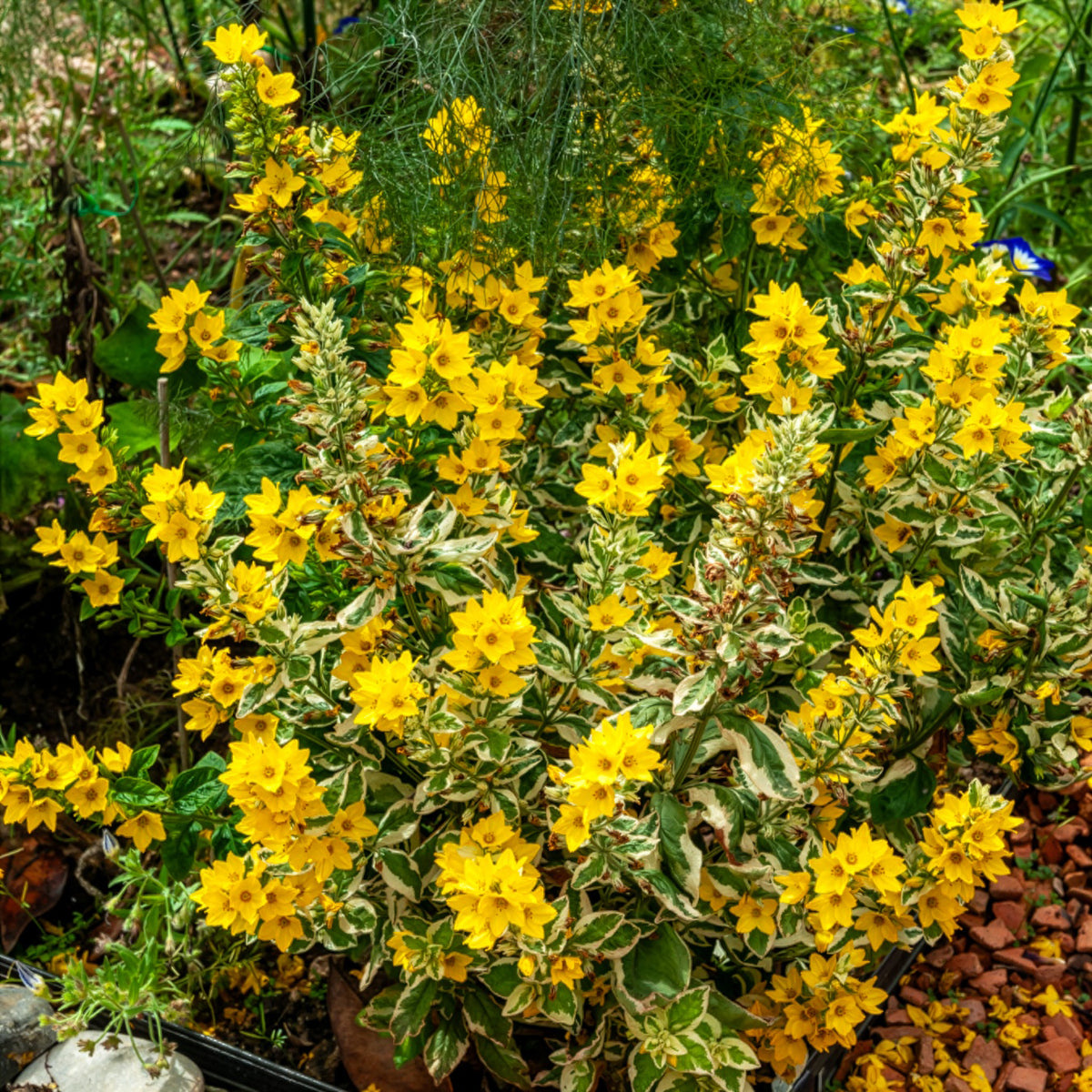 Lysimachia punctata Alexander - Puntwederik Alexander - Wederik
