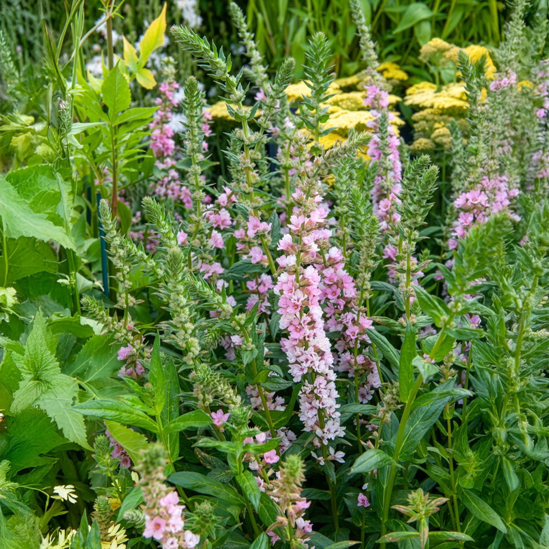 Verkoop Kattenstaart Blush - Lythrum salicaria Blush