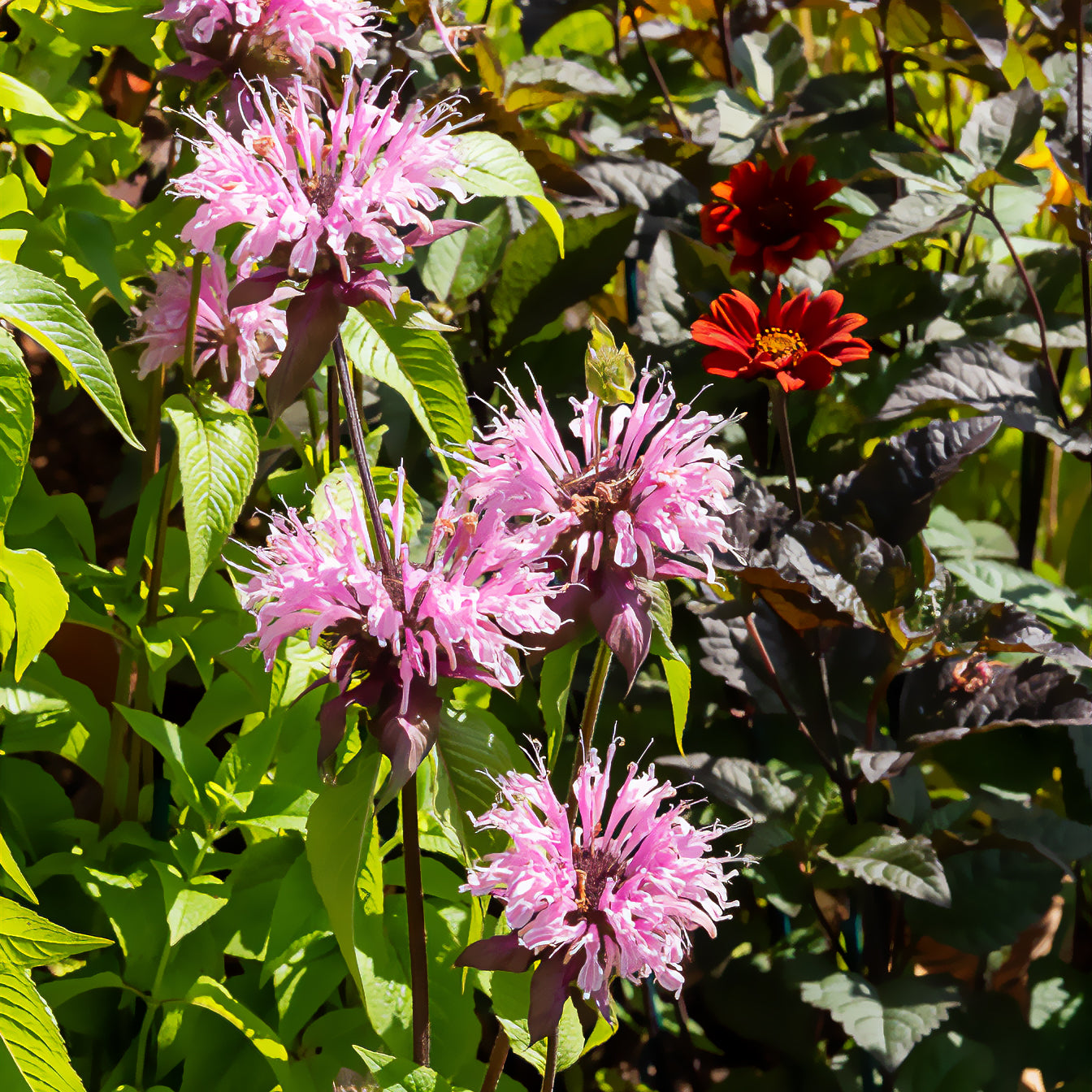 Bergamotplant 'Beauty of Cobham' - Bakker