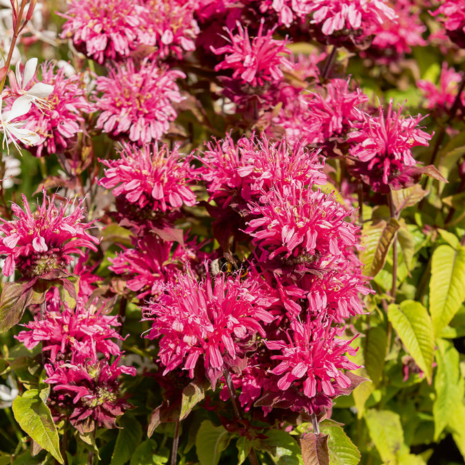 Monarde - Bergamotplant Pink Lace - Monarda Pink Lace