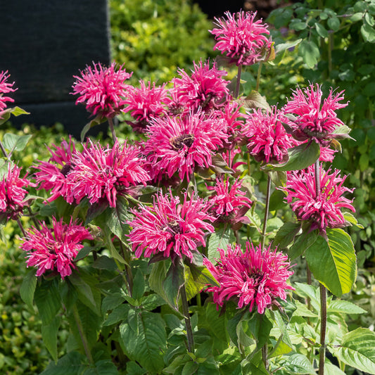 Bergamotplant Pink Lace