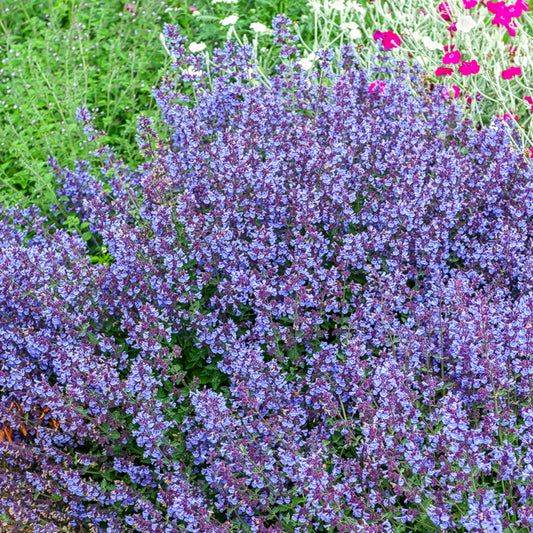 Kattenkruid Kit Cat - Bakker