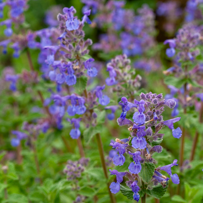 Nepeta mussinii - Kattekruid - Nepeta