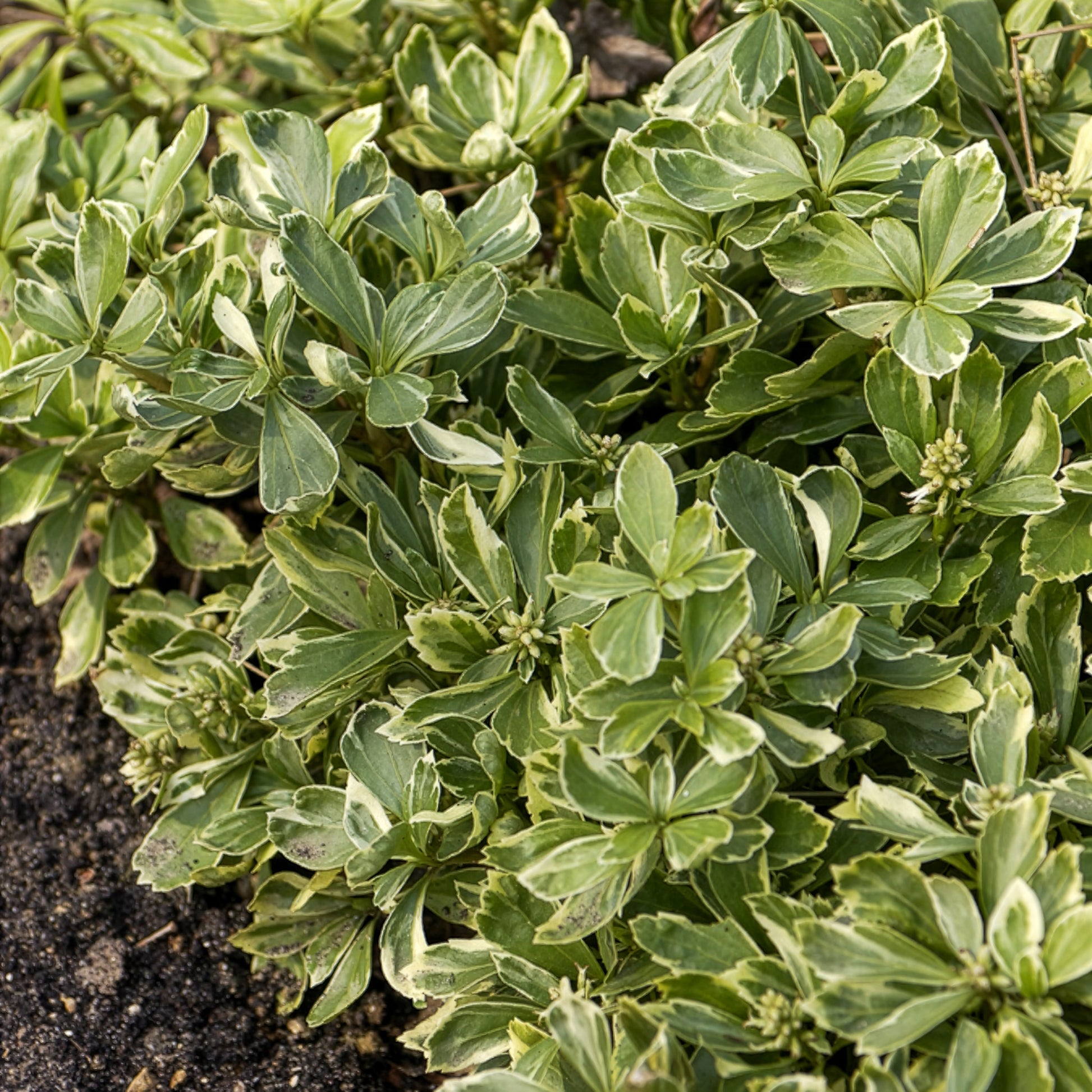 Pachysandra terminalis variegata - Schaduwkruid - Vaste bodembedekkers