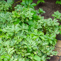 Schaduwkruid - Pachysandra terminalis variegata - Bakker