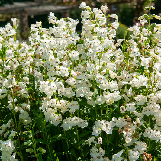 Slangenkop White Bedder