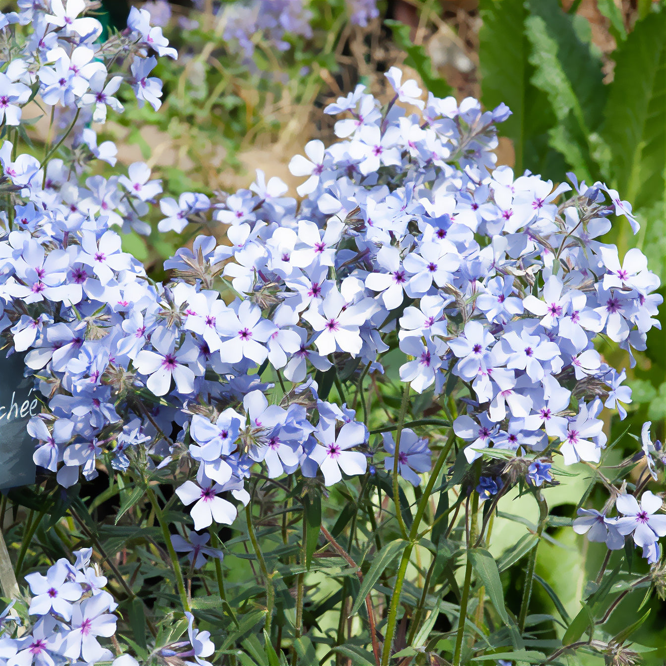 Vlambloem 'Chattahoochee' - Bakker