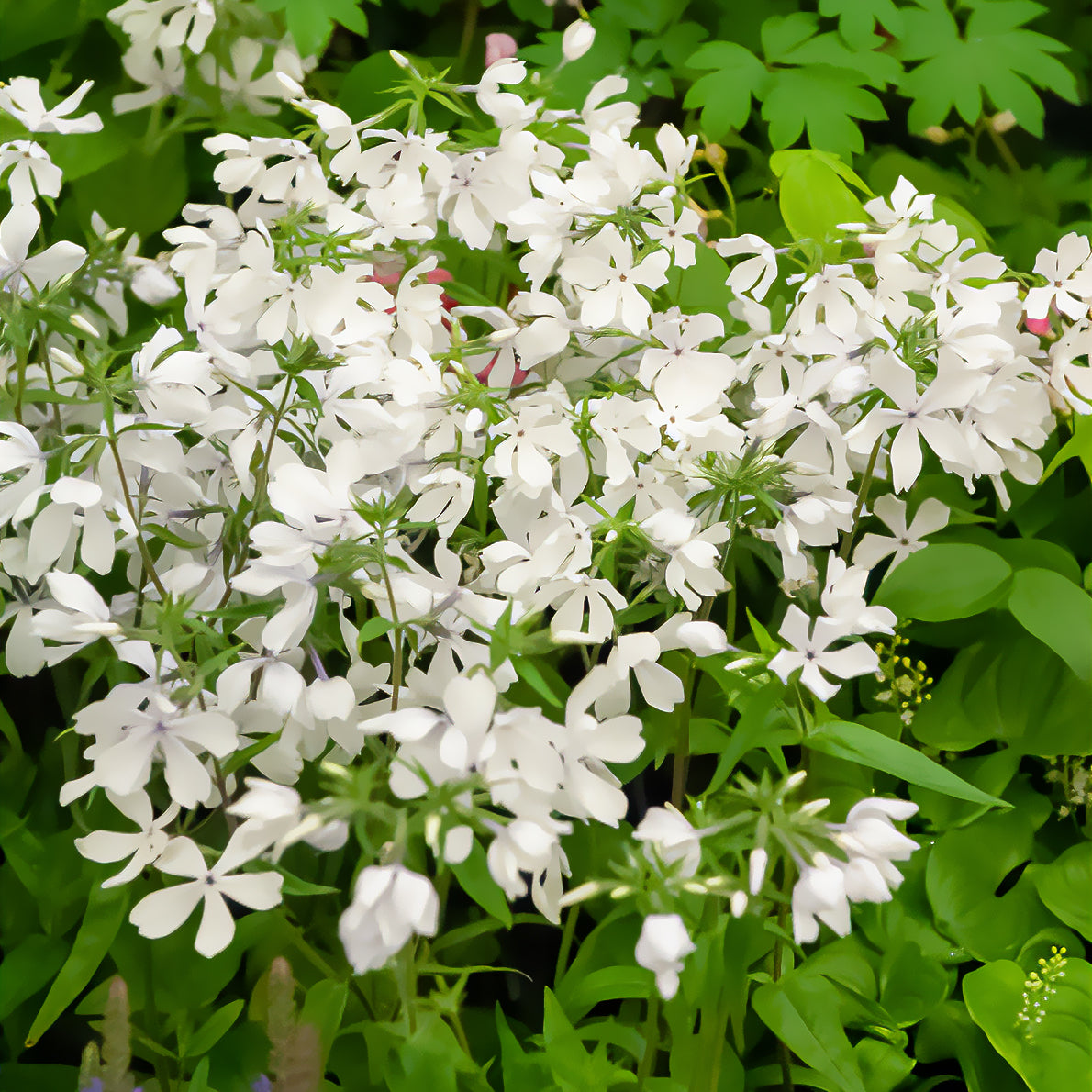 Vlambloem 'May Breeze' - Bakker